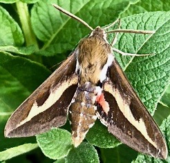 Galium sphinx moth (Hyles gallii)